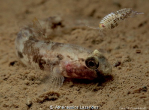 An amphipod landing on a goby... by Athanassios Lazarides 